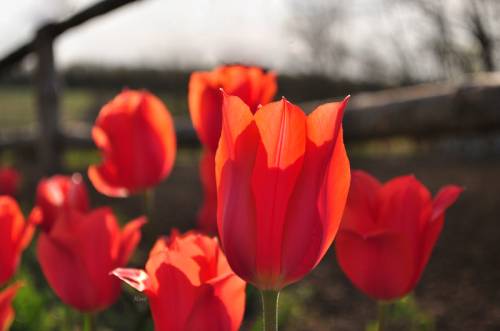 Цветущие тюльпаны на территории КФХ